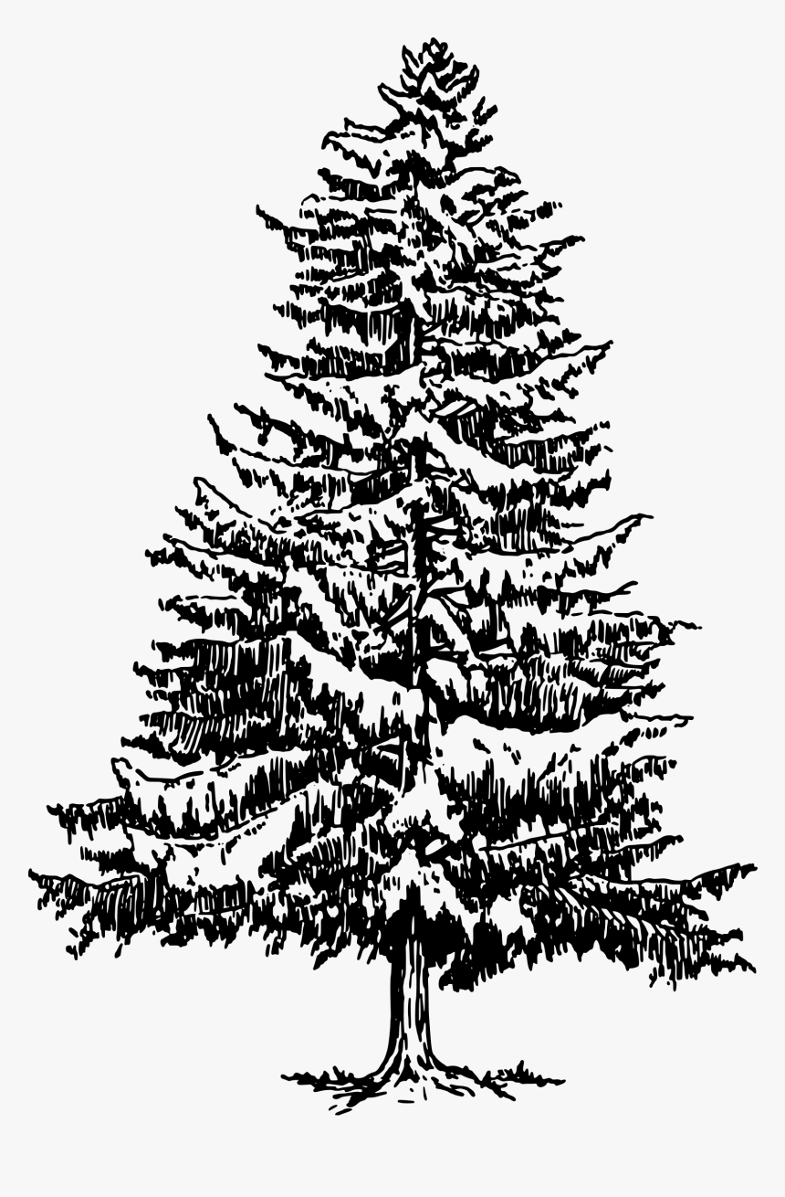 Detail Pine Tree Clipart Black And White Nomer 3