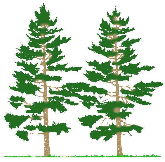 Detail Pine Tree Clipart Black And White Nomer 46