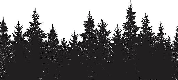 Detail Pine Tree Clipart Black And White Nomer 9