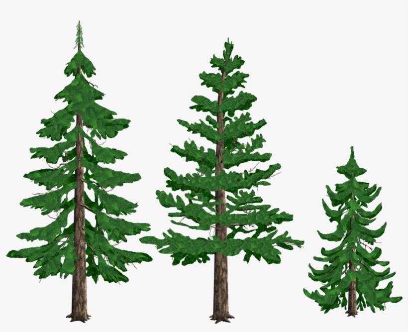 Detail Pine Tree Clipart Transparent Background Nomer 24