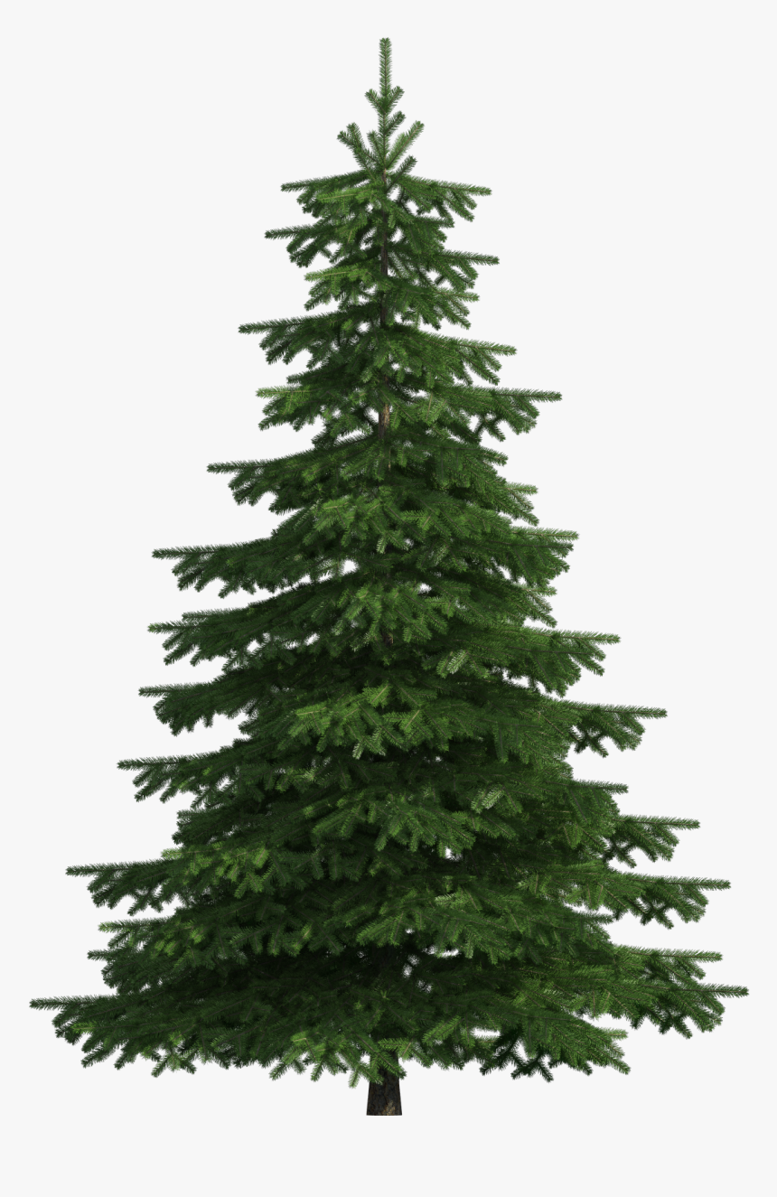 Detail Pine Tree Clipart Transparent Background Nomer 37