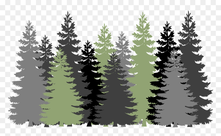 Detail Pine Tree Clipart Transparent Background Nomer 51