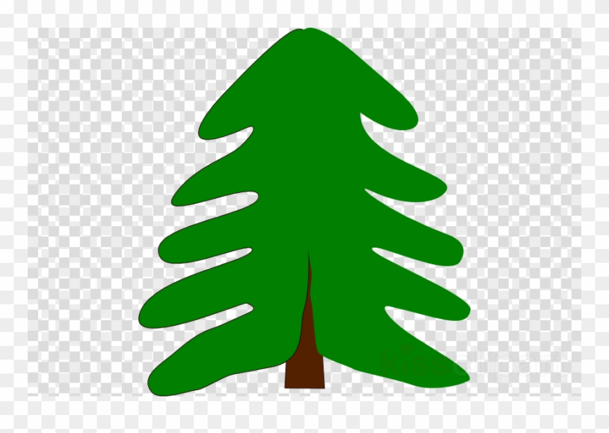 Detail Pine Tree No Background Nomer 42