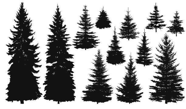 Detail Pine Tree Photoshop Brushes Nomer 12