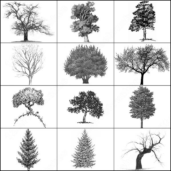 Detail Pine Tree Photoshop Brushes Nomer 28