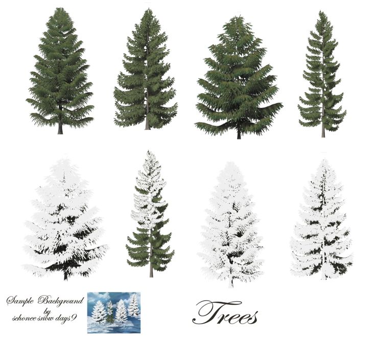 Download Pine Tree Photoshop Brushes Nomer 53