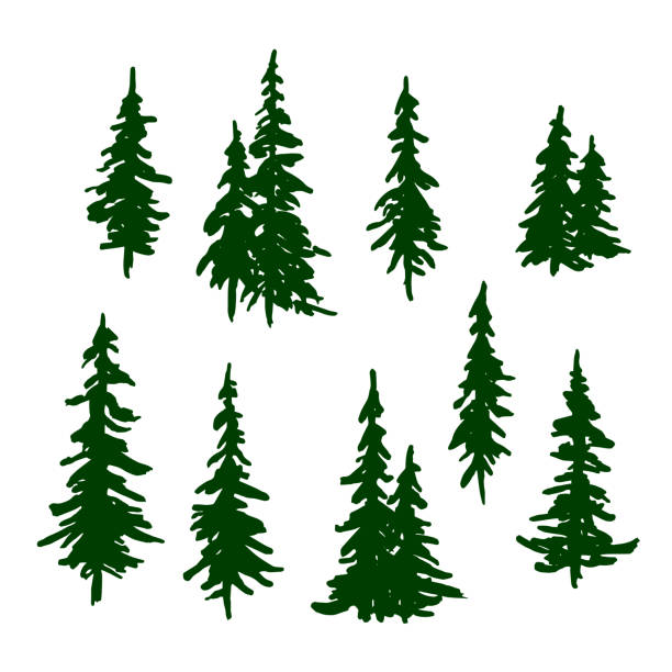 Detail Pine Tree Silhouette Clip Art Nomer 45
