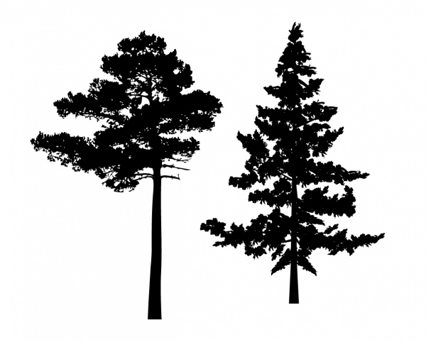 Detail Pine Tree Silhouette Free Nomer 37