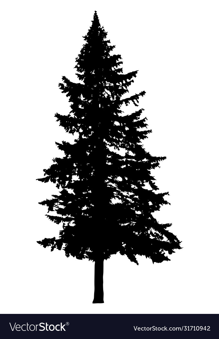 Detail Pine Tree Silhouette Images Nomer 13