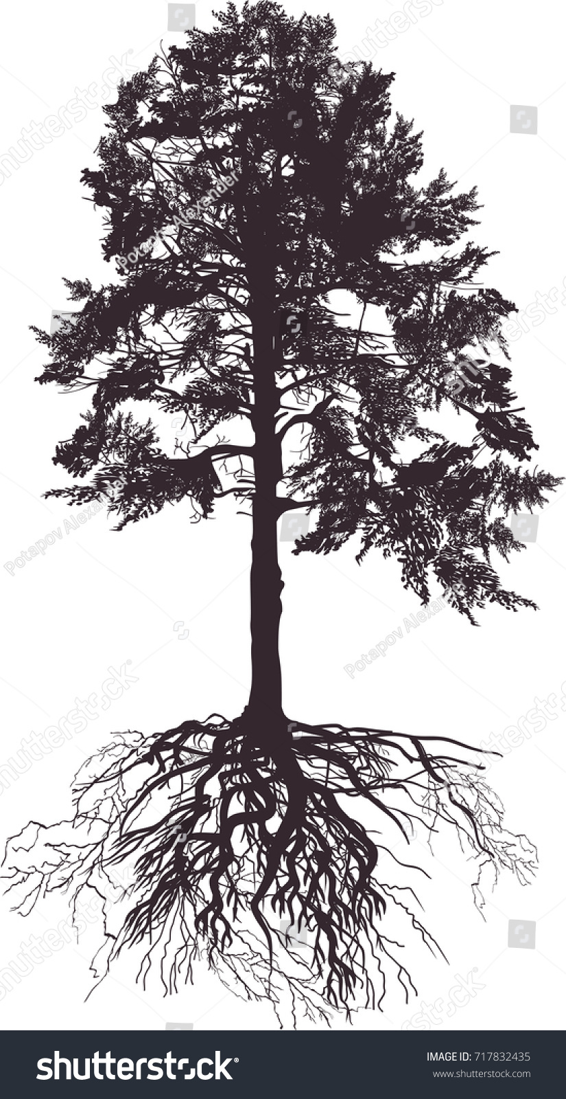 Detail Pine Tree Silhouette Images Nomer 31