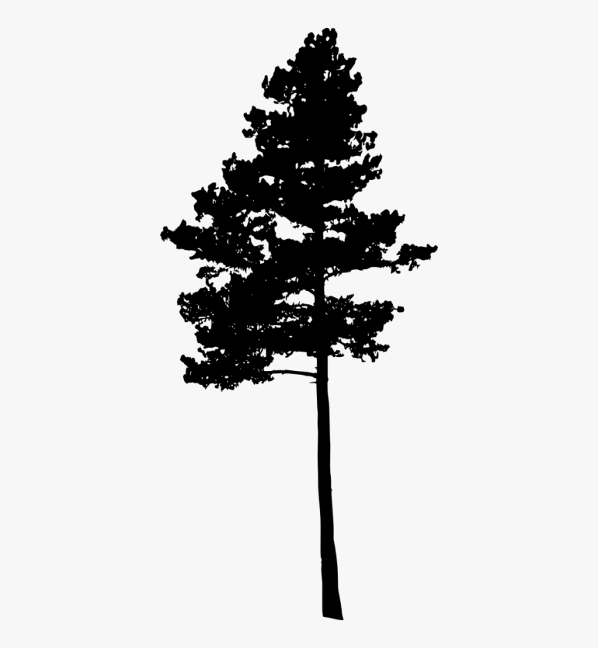 Detail Pine Tree Silhouette Images Nomer 32