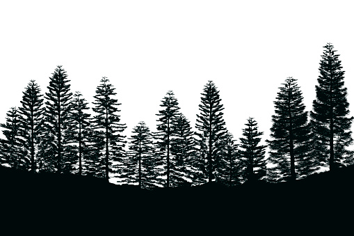 Detail Pine Tree Silhouette Images Nomer 33