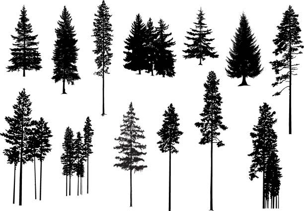 Detail Pine Tree Silhouette Images Nomer 39