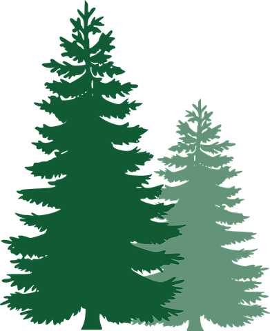 Detail Pine Tree Silhouette Images Nomer 48