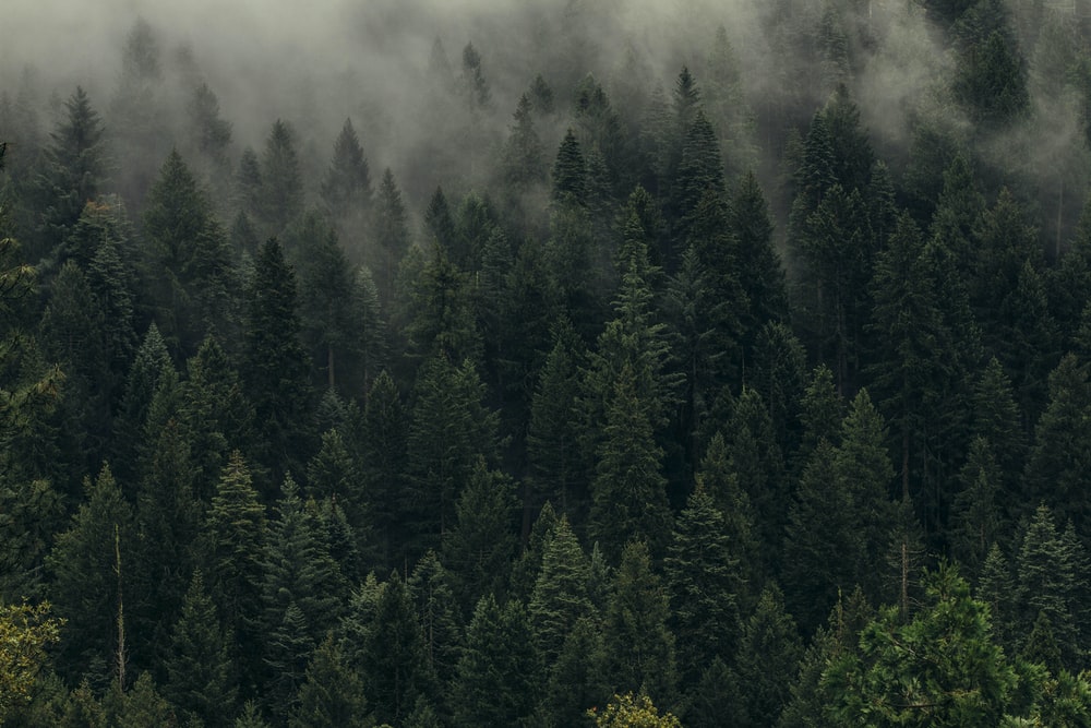 Pine Tree Wallpaper - KibrisPDR