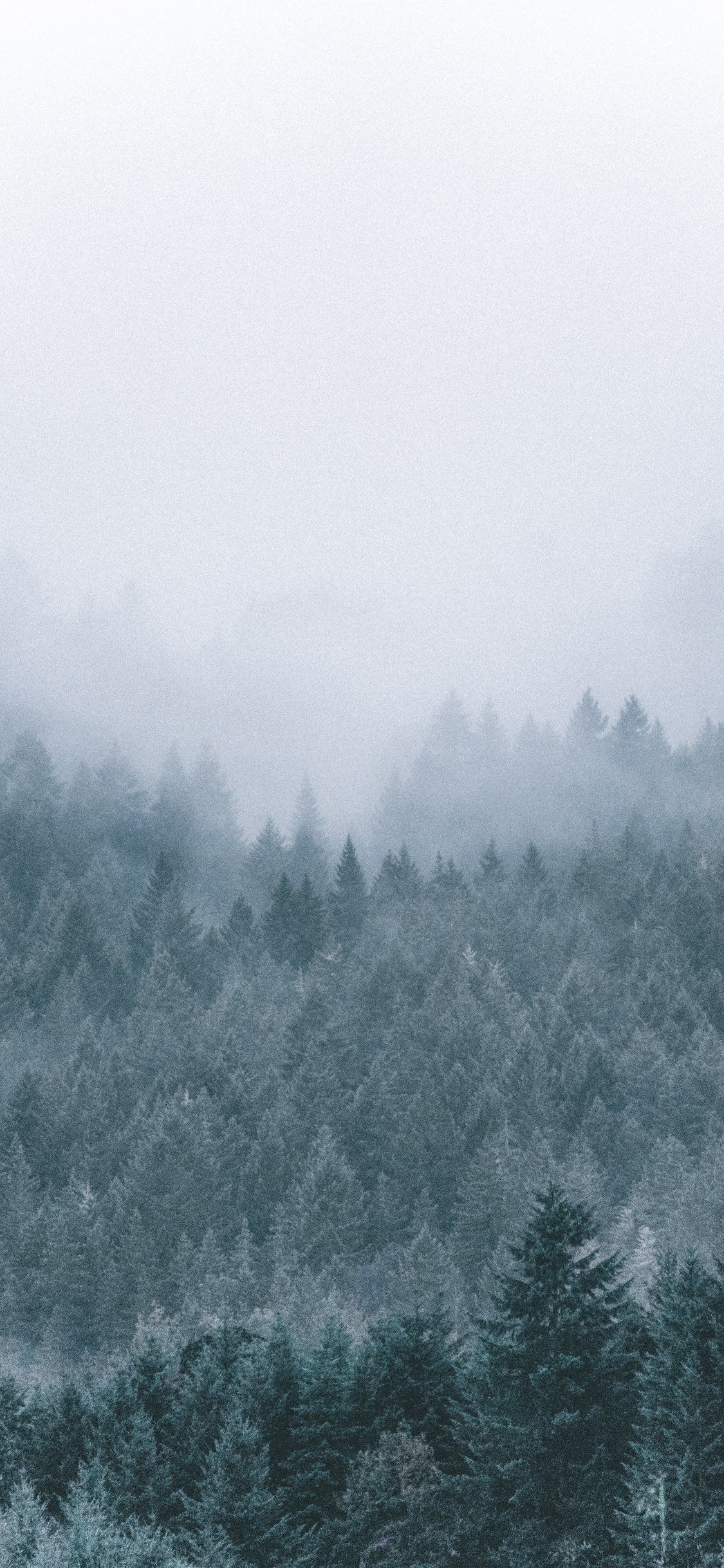 Detail Pine Tree Wallpaper Nomer 11