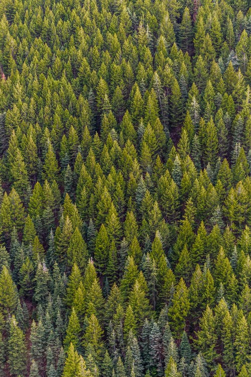 Detail Pine Tree Wallpaper Nomer 16