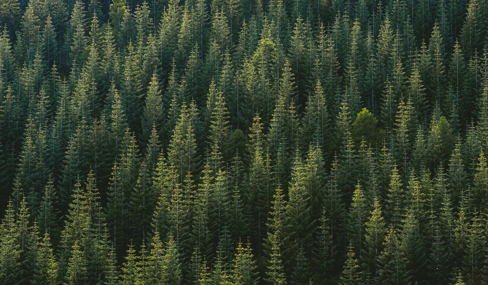 Detail Pine Tree Wallpaper Nomer 18