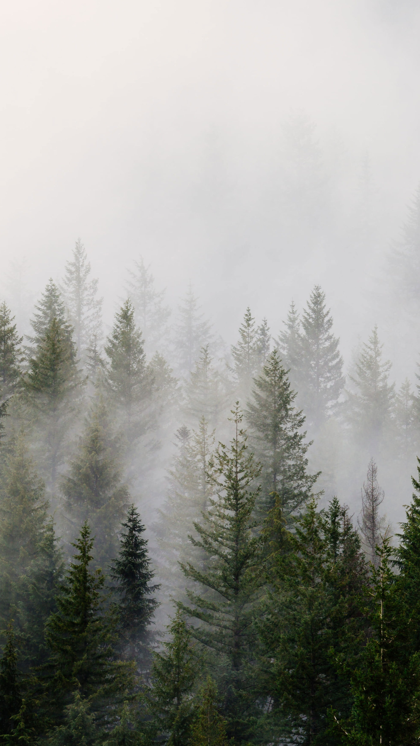 Detail Pine Tree Wallpaper Nomer 20
