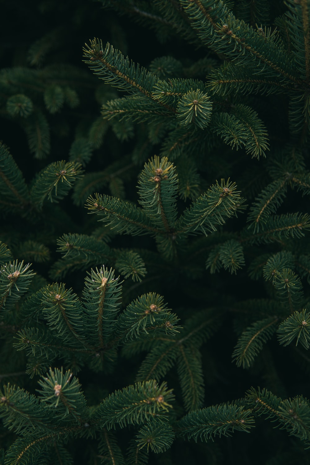 Detail Pine Tree Wallpaper Nomer 3