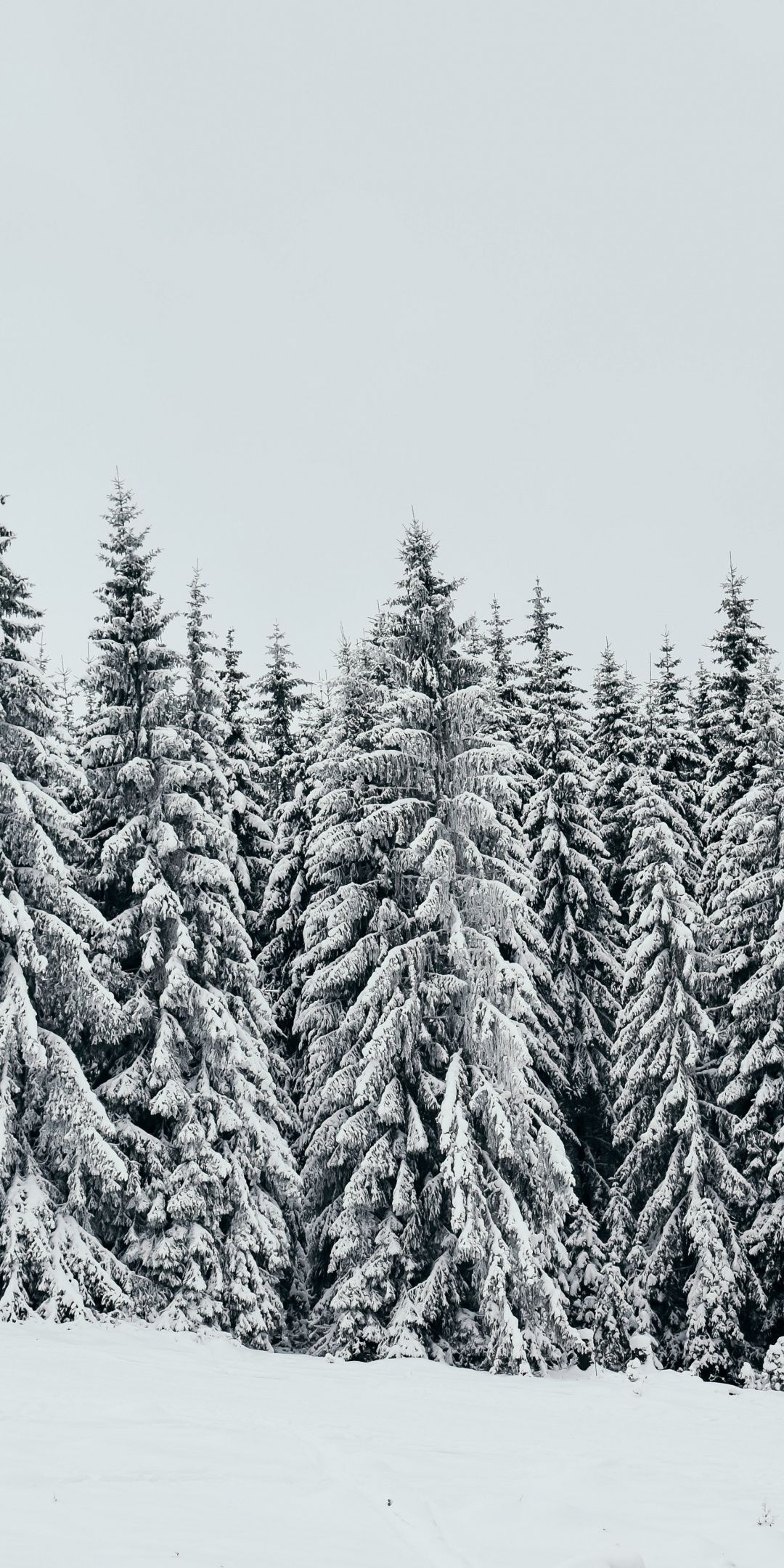 Detail Pine Tree Wallpaper Nomer 24