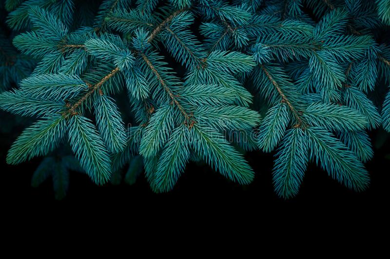 Detail Pine Tree Wallpaper Nomer 28
