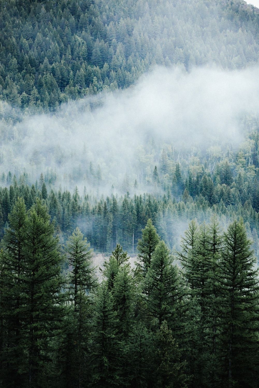 Detail Pine Tree Wallpaper Nomer 4