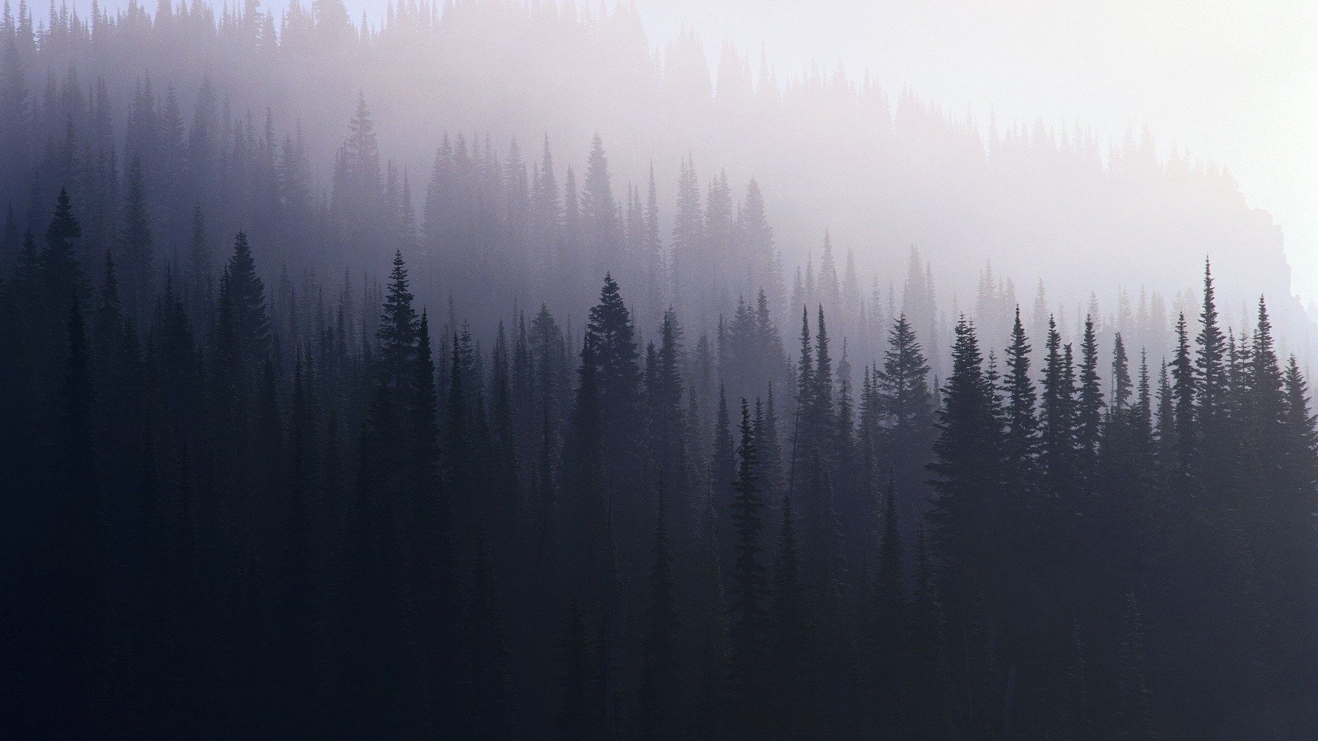 Detail Pine Tree Wallpaper Nomer 32