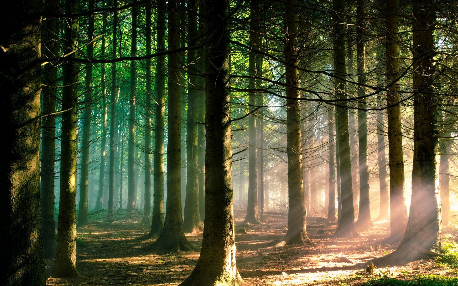 Detail Pine Tree Wallpaper Nomer 33