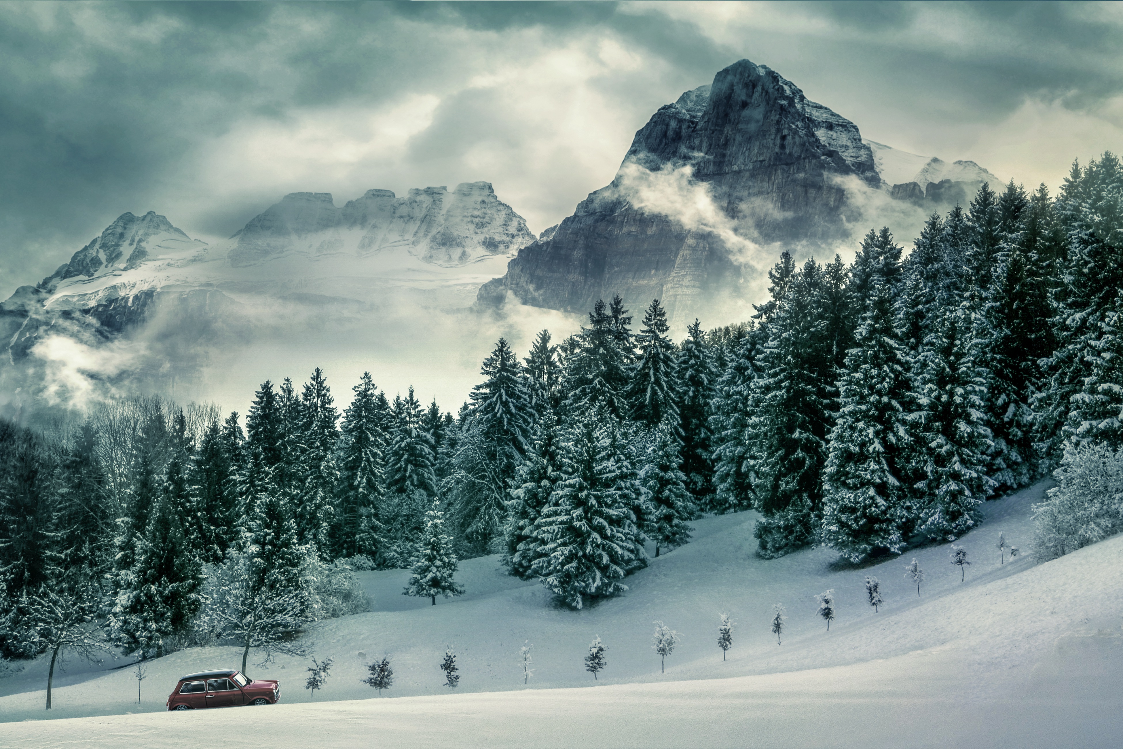 Detail Pine Tree Wallpaper Nomer 37