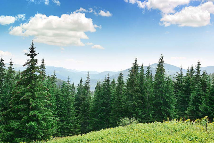 Detail Pine Tree Wallpaper Nomer 40