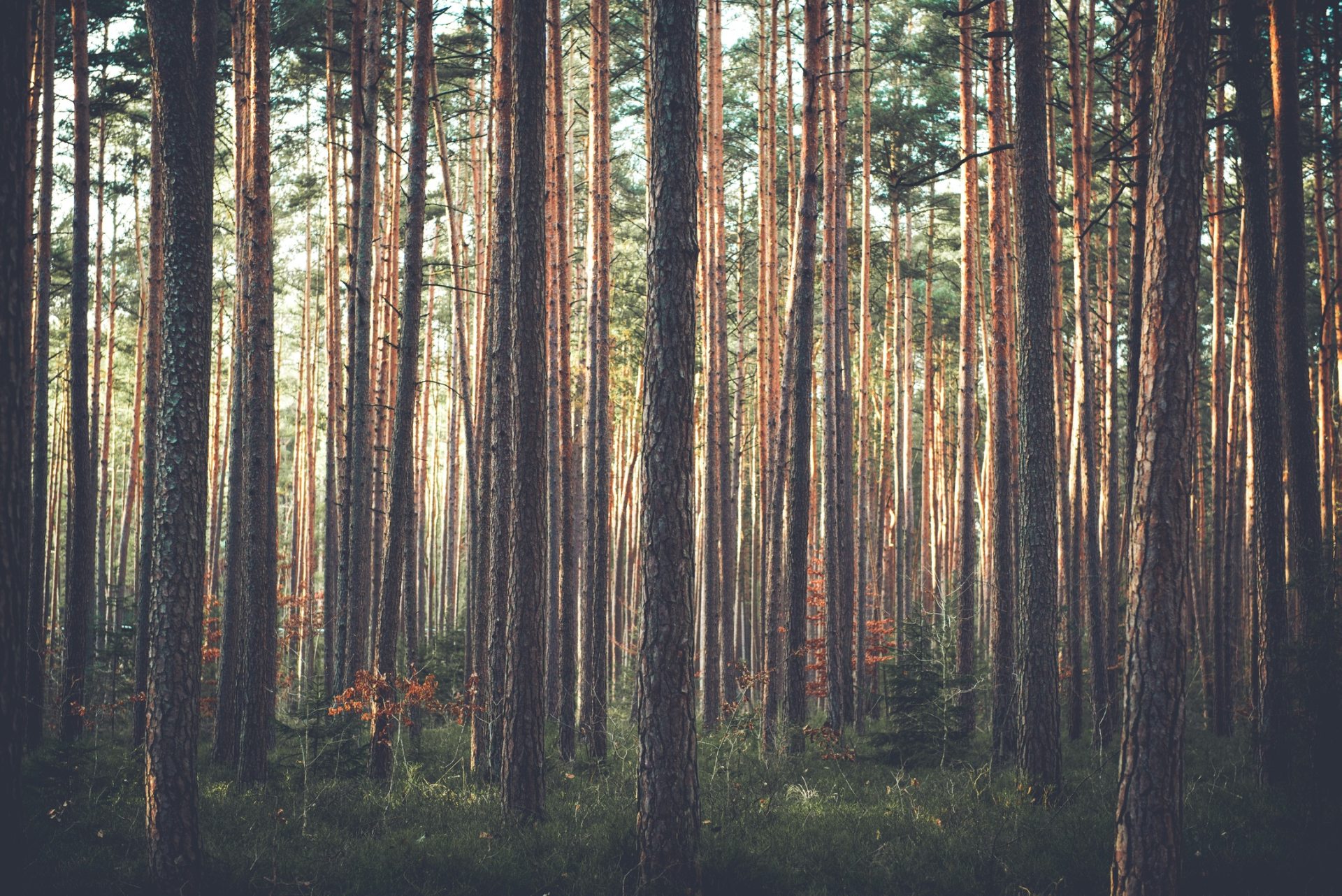 Detail Pine Tree Wallpaper Nomer 41