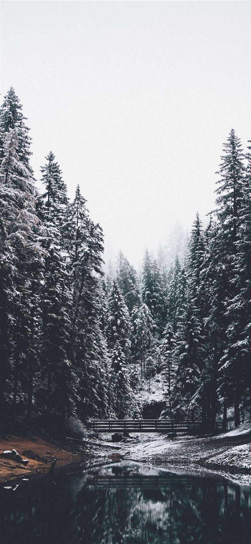 Detail Pine Tree Wallpaper Nomer 50