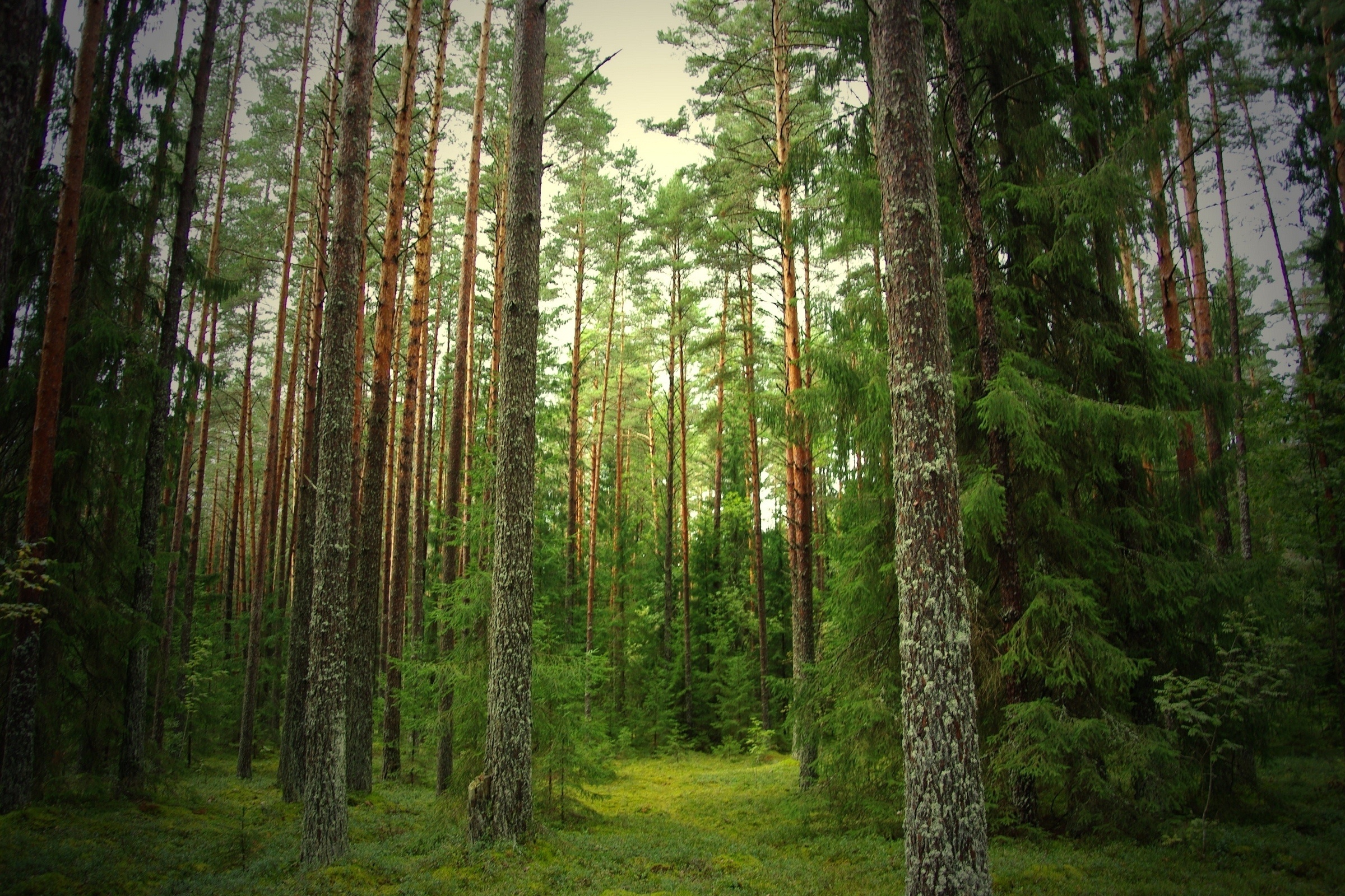 Detail Pine Tree Wallpaper Nomer 53