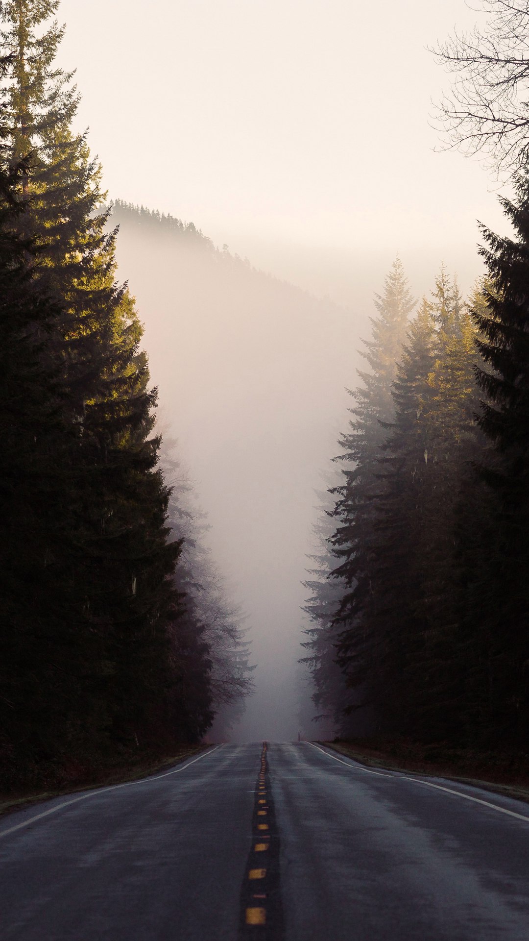Detail Pine Tree Wallpaper Nomer 55