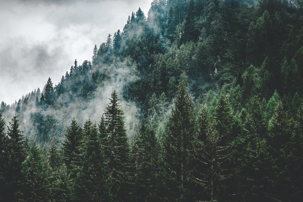 Detail Pine Tree Wallpaper Nomer 8