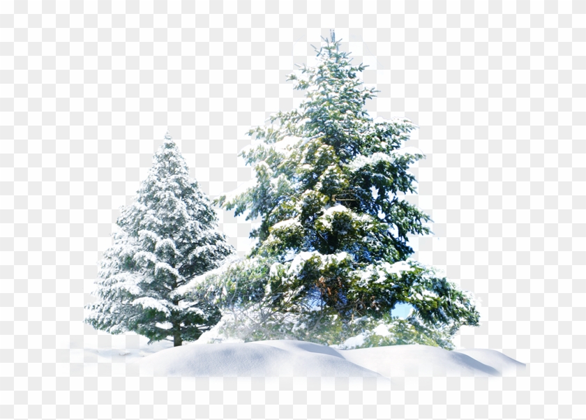 Detail Pine Tree With Snow Clipart Nomer 23