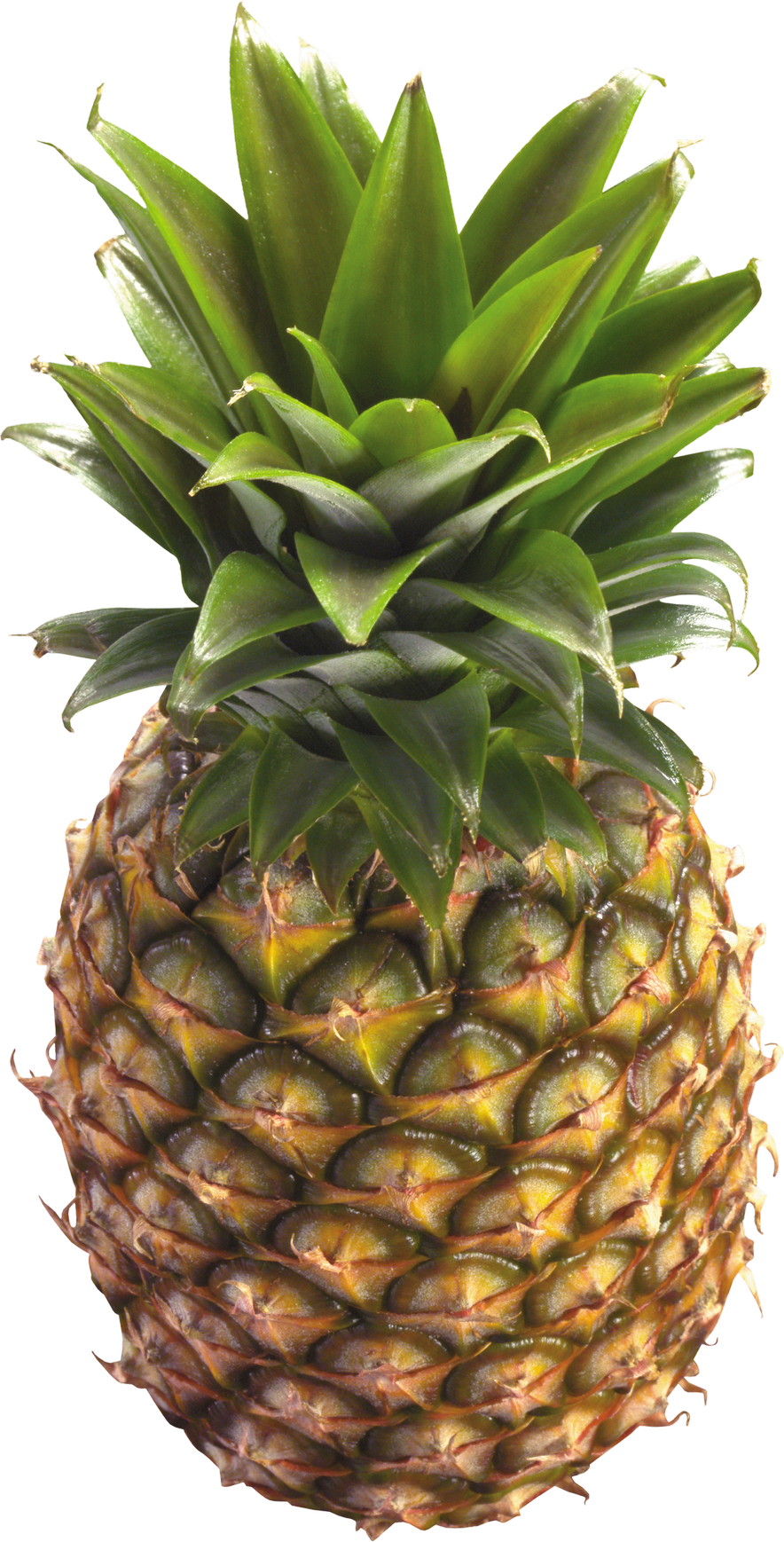 Detail Pineaple Png Nomer 32