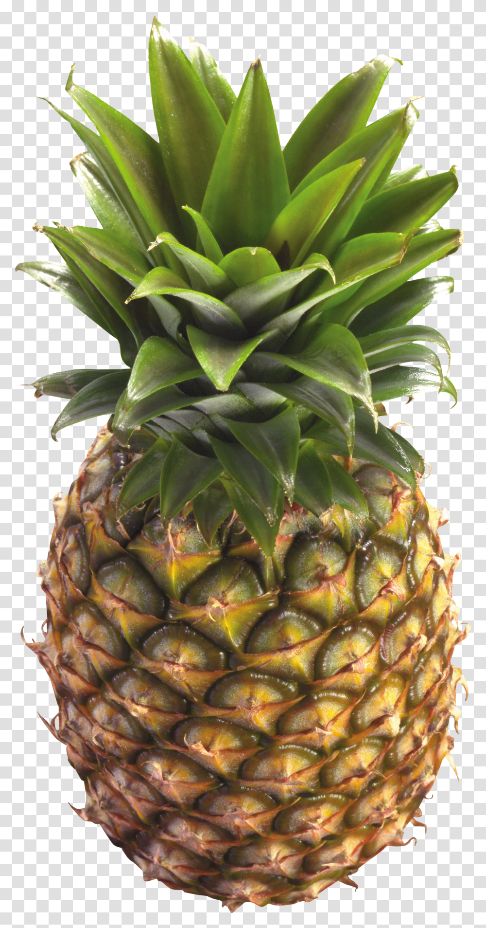 Detail Pineapple Download Nomer 28