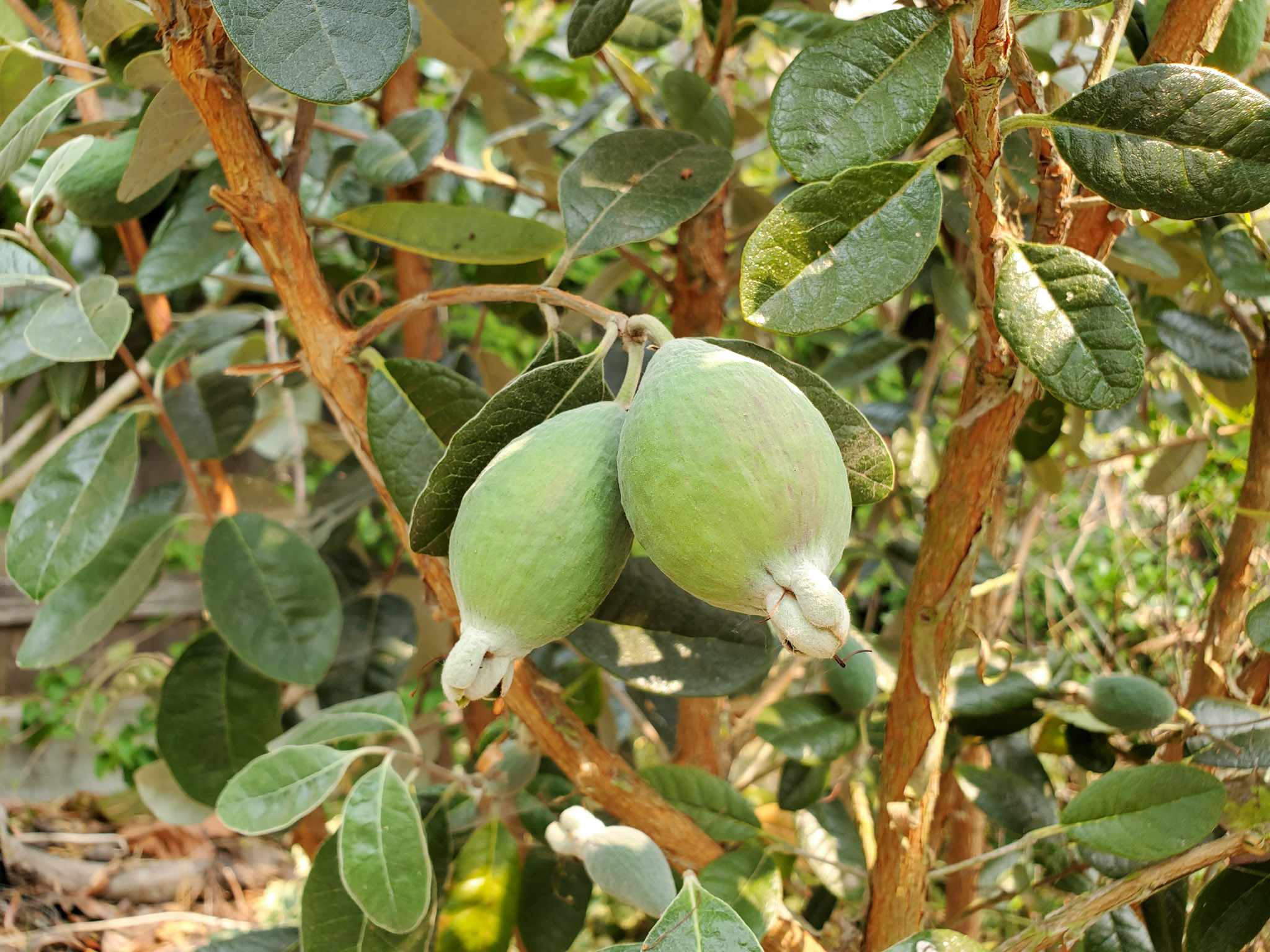 Pineapple Guava Tree Pictures - KibrisPDR