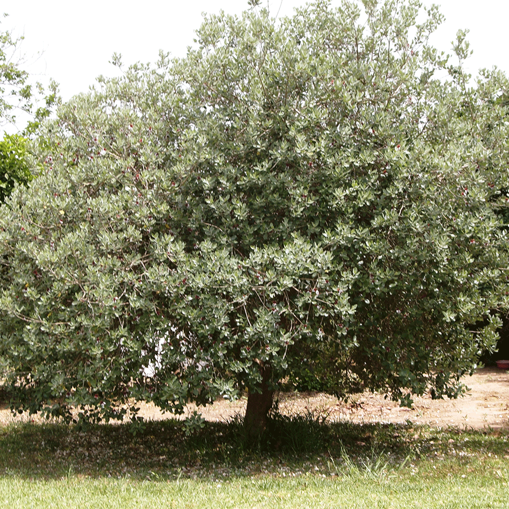 Detail Pineapple Guava Tree Pictures Nomer 2