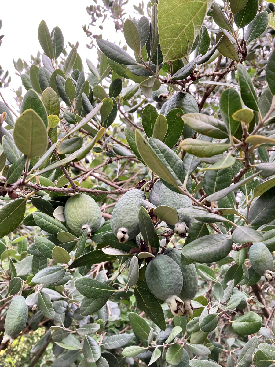 Detail Pineapple Guava Tree Pictures Nomer 23