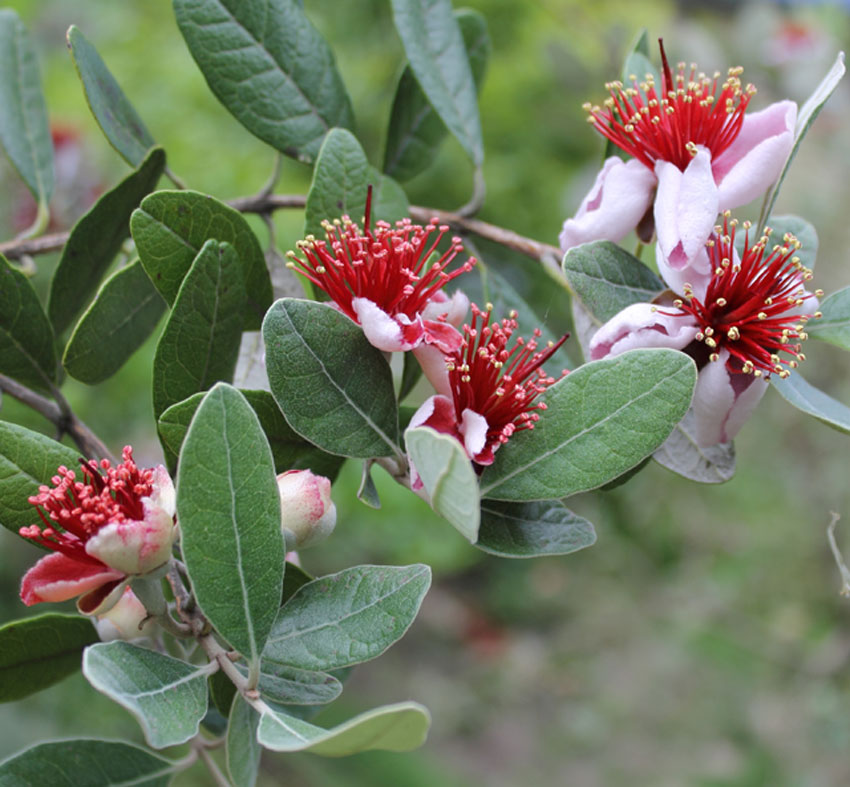 Detail Pineapple Guava Tree Pictures Nomer 26