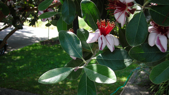 Detail Pineapple Guava Tree Pictures Nomer 5