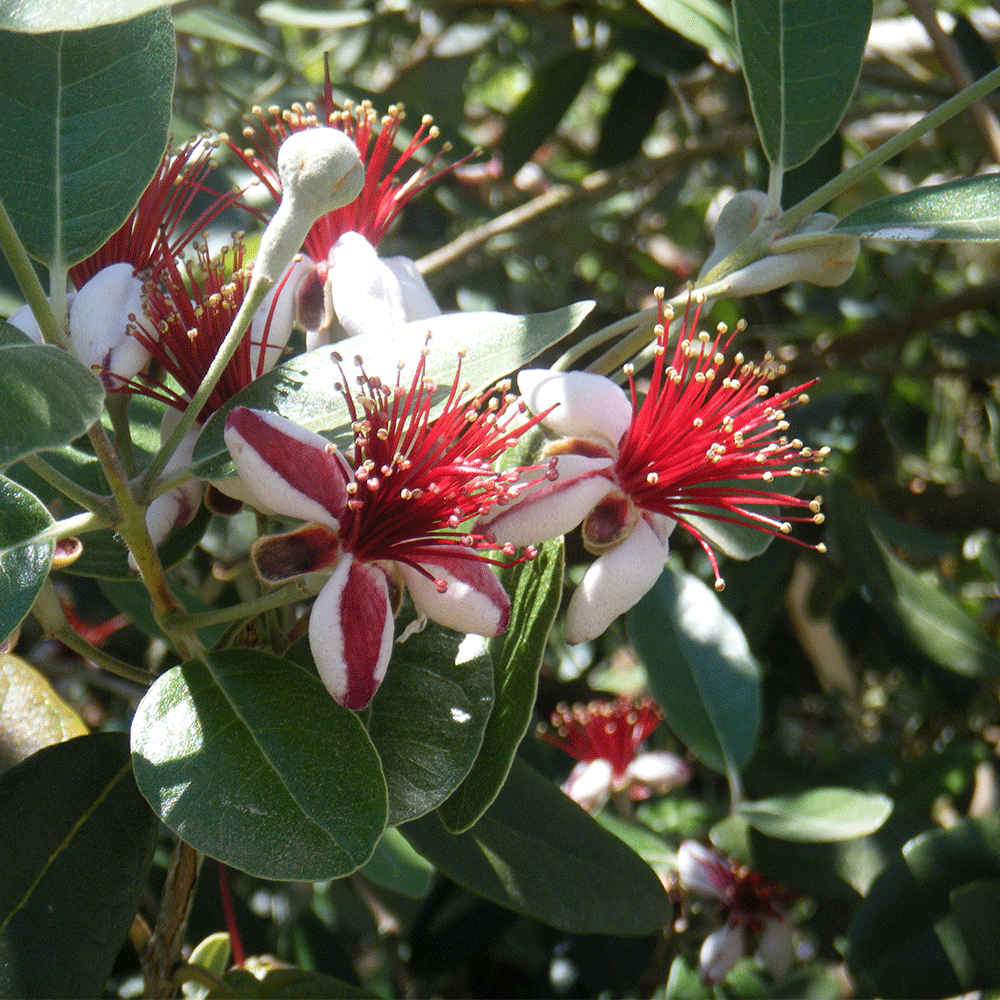 Detail Pineapple Guava Tree Pictures Nomer 49