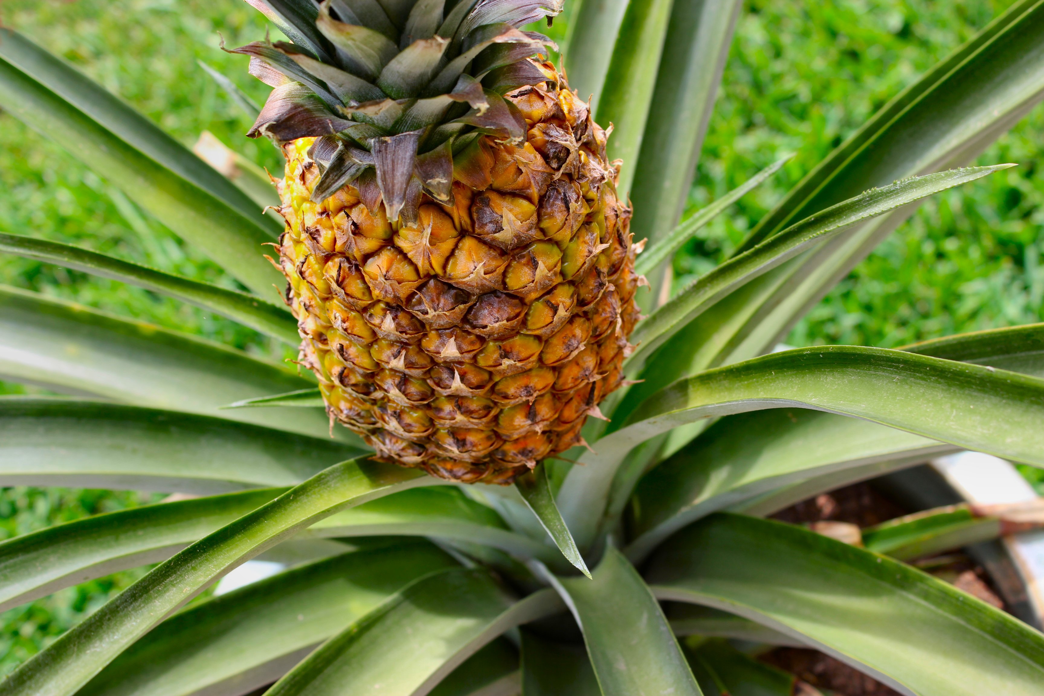 Detail Pineapple Hd Nomer 30