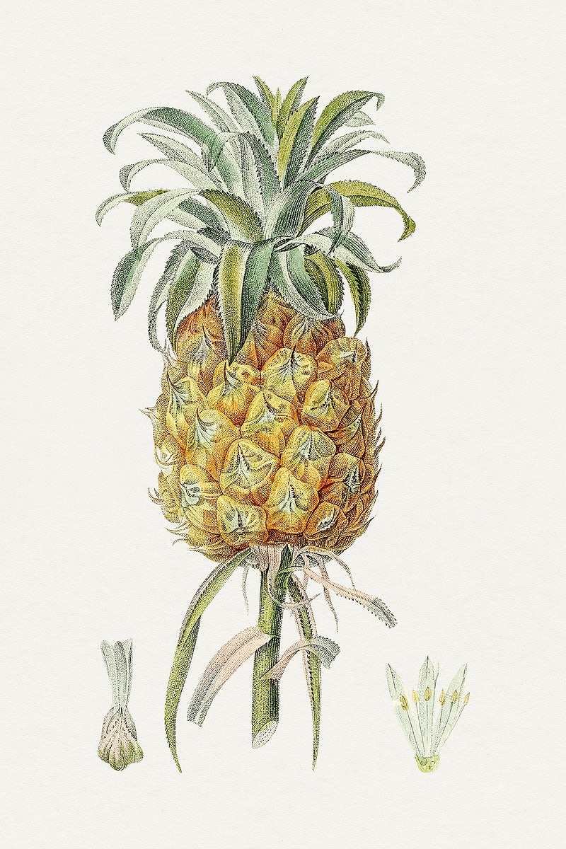Detail Pineapple Hd Nomer 37