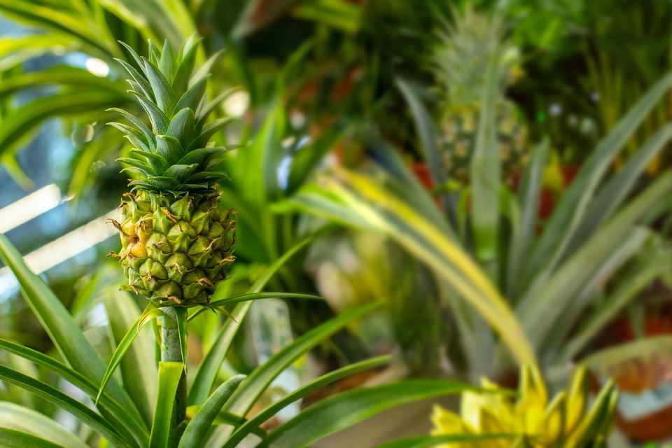 Detail Pineapple Image Nomer 35