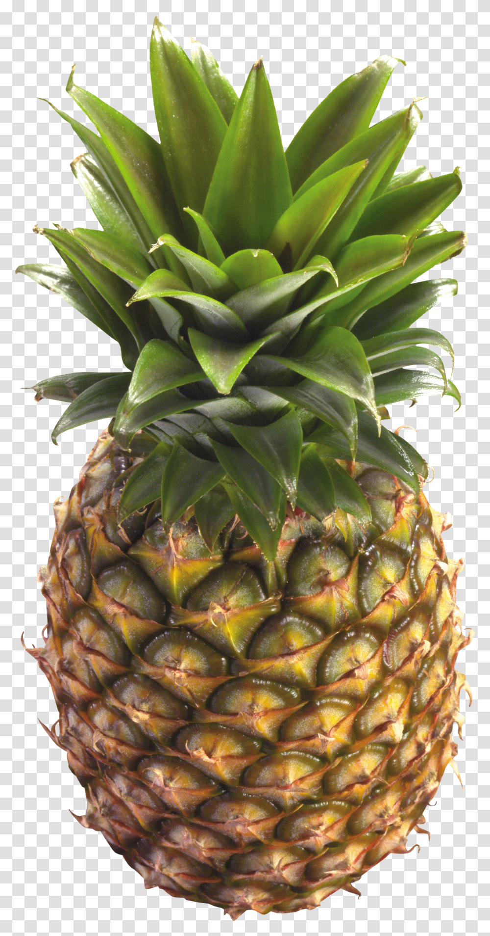 Detail Pineapple No Background Nomer 11