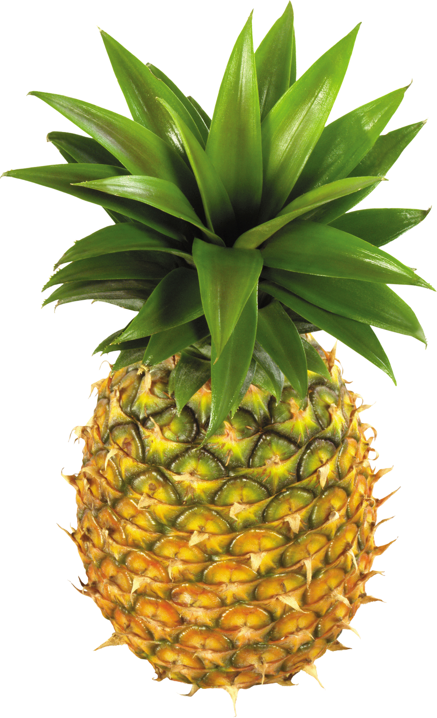 Detail Pineapple No Background Nomer 16